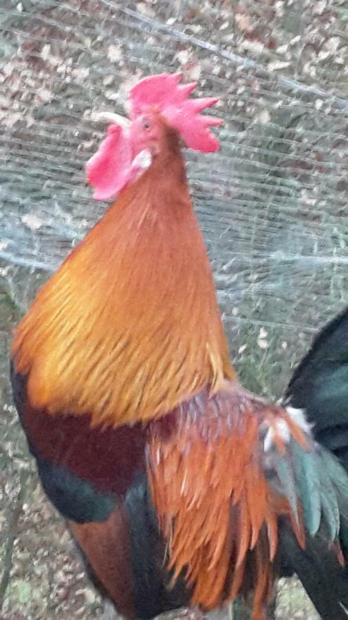 Bioagriturismo Poderaccio Incisa in Val d'Arno Dış mekan fotoğraf